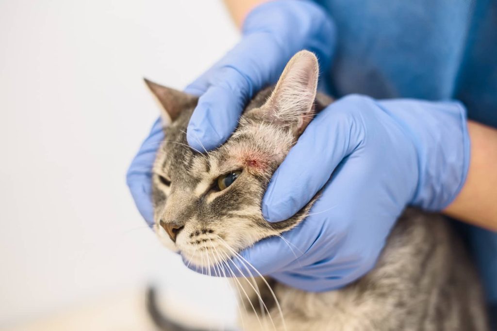 A cat being examined by a vet for cat allergies and skin irritation 