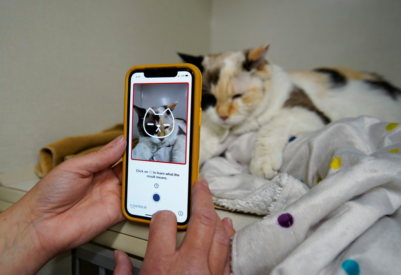 Health Apps for cats