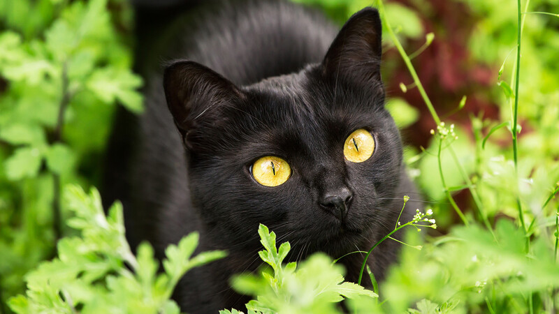 Bombay Cat