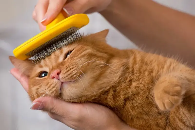 Brushing Cat Fur Is Important