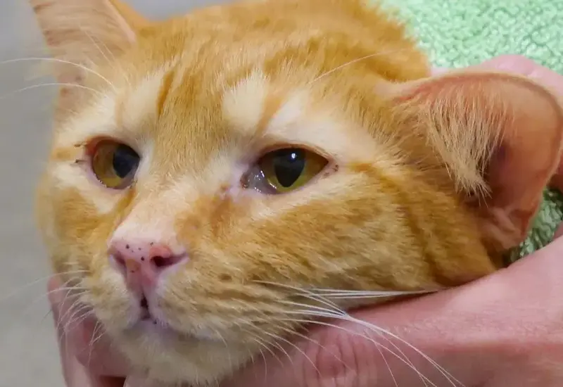 Cat with a scratched eye needing care and eye drops