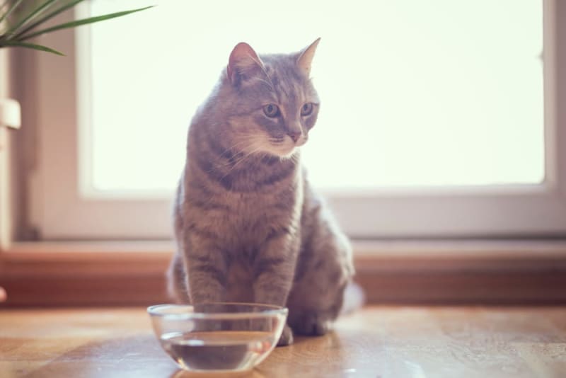 Seasonal Considerations for Cat Hydration