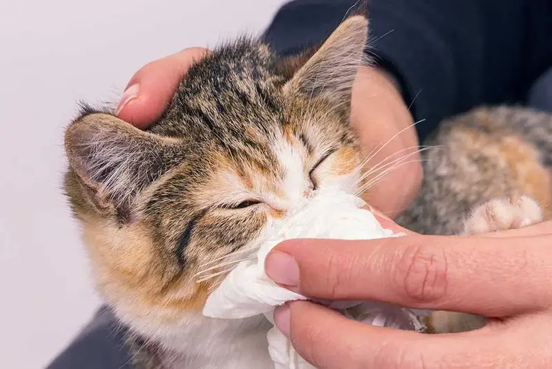 Flu-affected cat with watery eyes needing cat eye drops