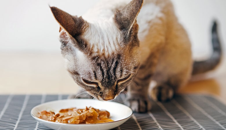 Cat food allergies