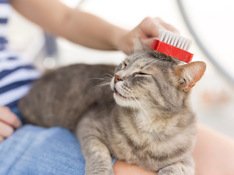 Brushing Cat Fur: A Complete Guide for a Healthy, Shiny Coat