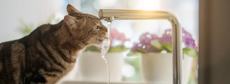 Cat Hydration Is Critical