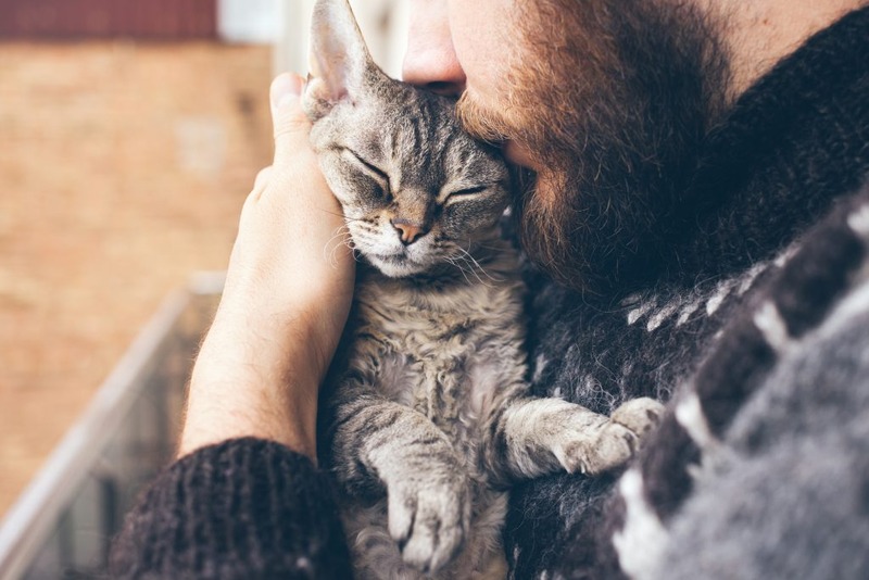 Cat Dementia: 8 Signs and How to Care for Your Aging Cat