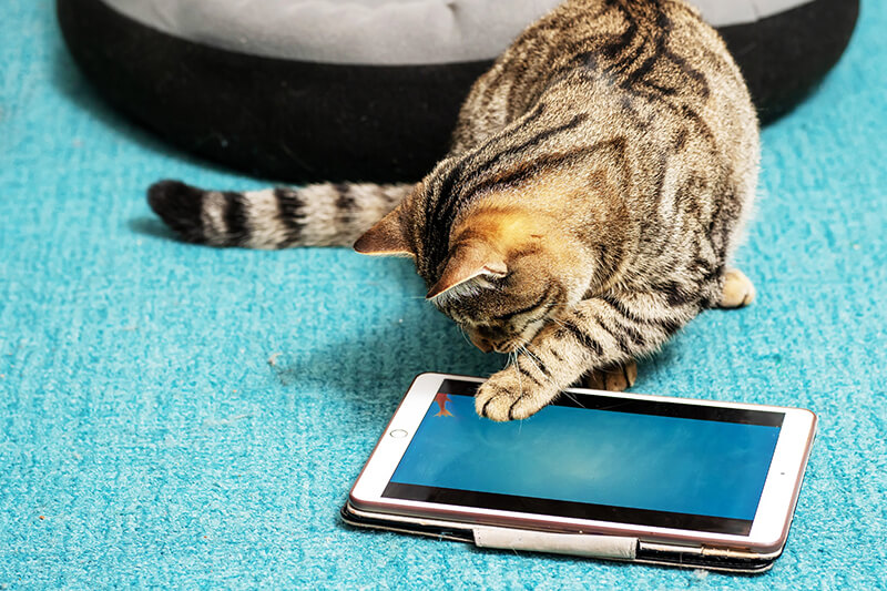 Using apps for cats safely