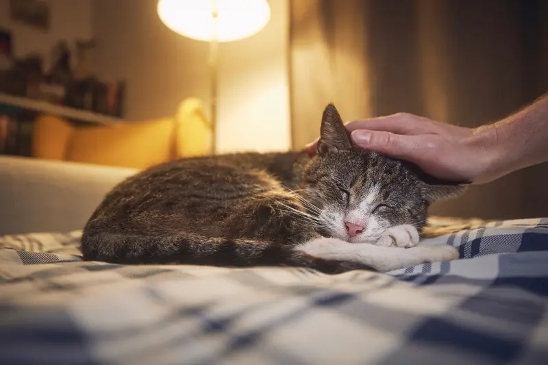 Changes in Sleep Patterns Caused by Cat Dementia