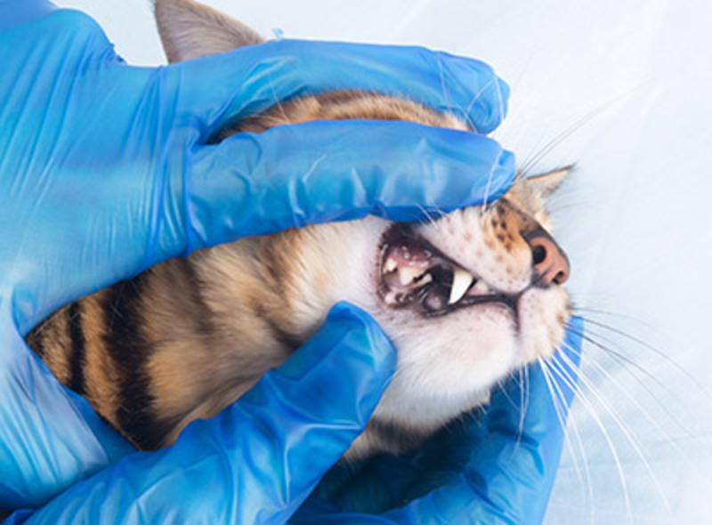 Professional Cat Dental Care