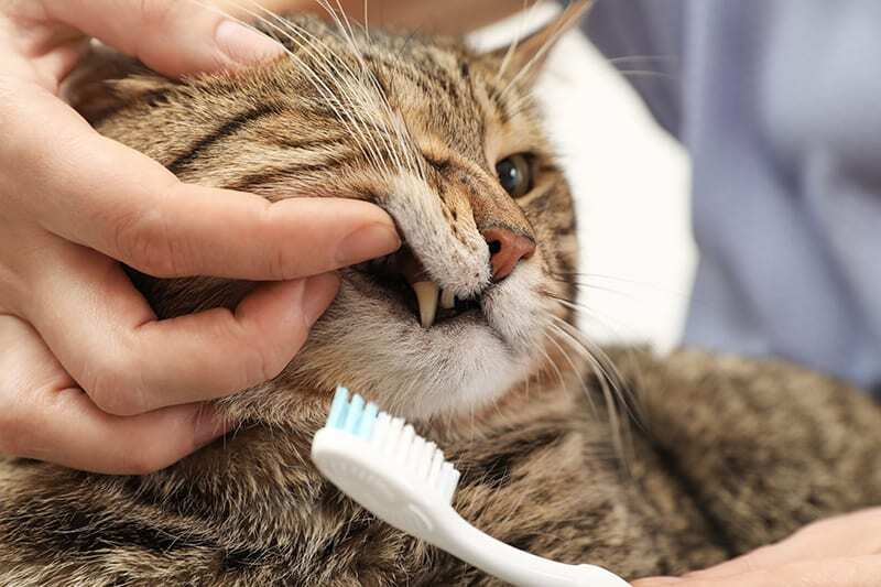 Brushing Cat’s Teeth for Better Dental Care
