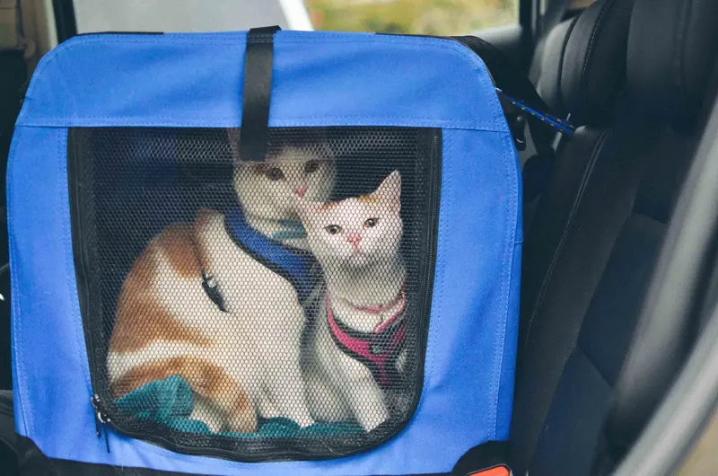Safety Measures for Cat Travel