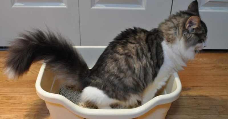 A cat showing discomfort and straining while trying to urinate