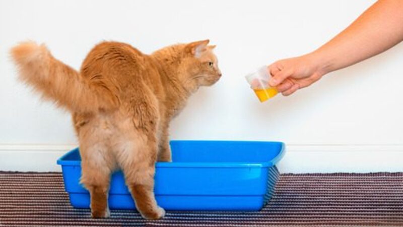 Diagnosing Cat Urinary Tract Infection (UTI)