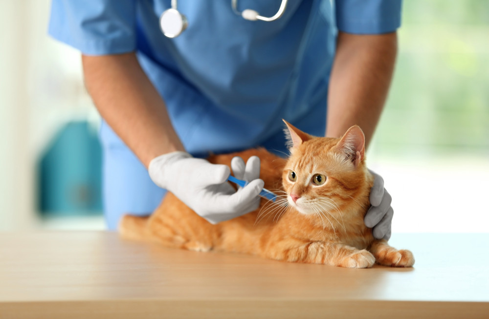 Cat Vaccines: Complete Guide to Protect Your Feline’s Health
