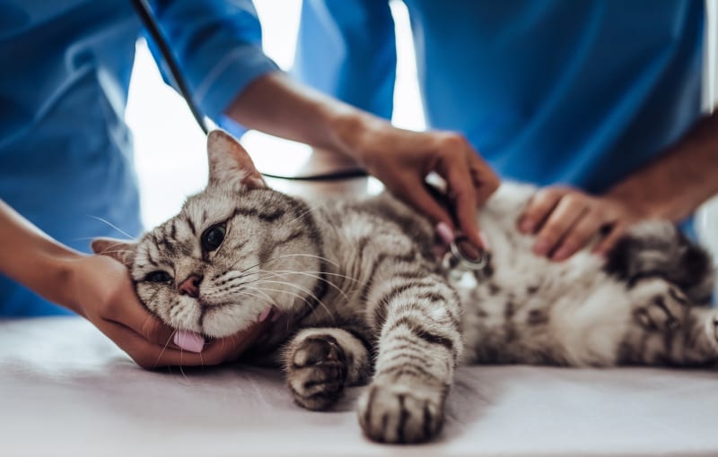 Cat being examined by a veterinarian