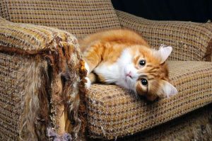 Why Cat Scratch Furniture: Causes, Prevention, and Practical Solutions