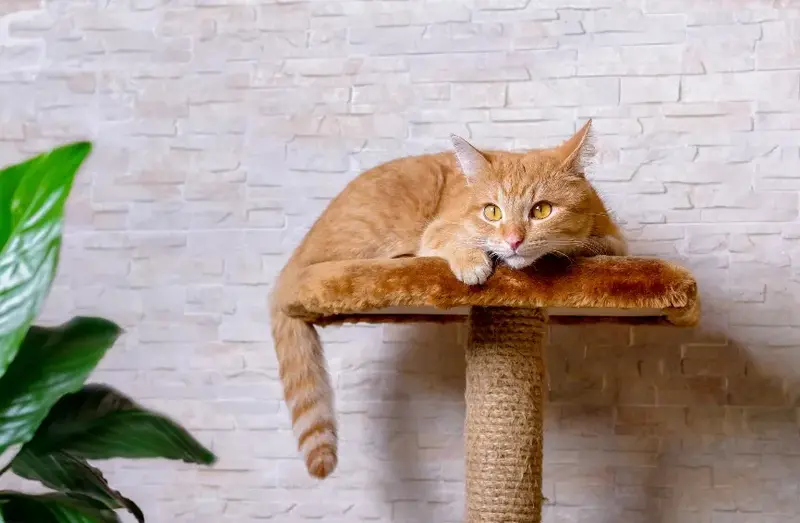 Creating a comfortable home for cat with golden fur 