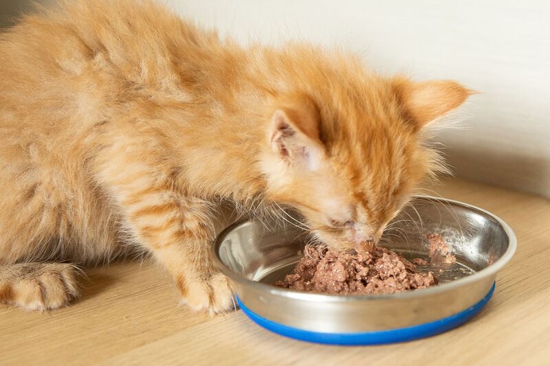 Choosing the Right Food for Kitten Care