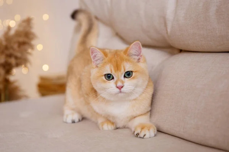 Cats with Golden Fur: Appearance, Personality & Care Guide