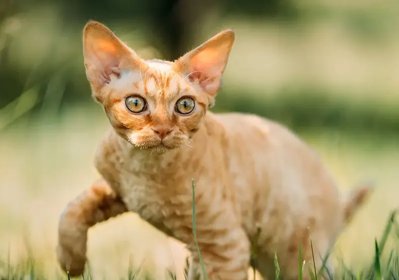 Devon Rex Breed