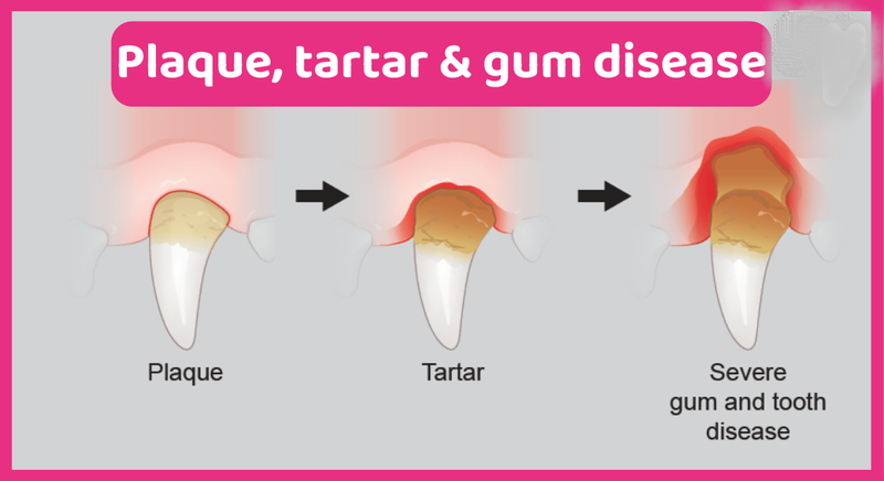 Common Dental Problems in Cats