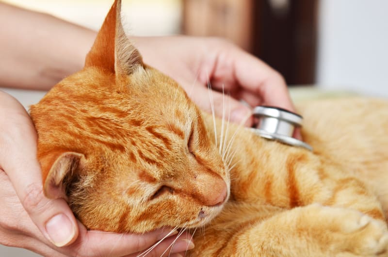 Illness in Cats: How to Spot Early Signs and Keep Your Feline Healthy