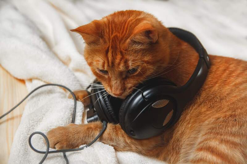 Cat Response to Music