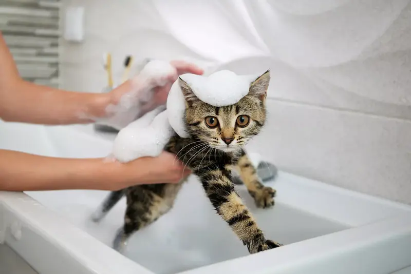 kitten Grooming and Hygiene