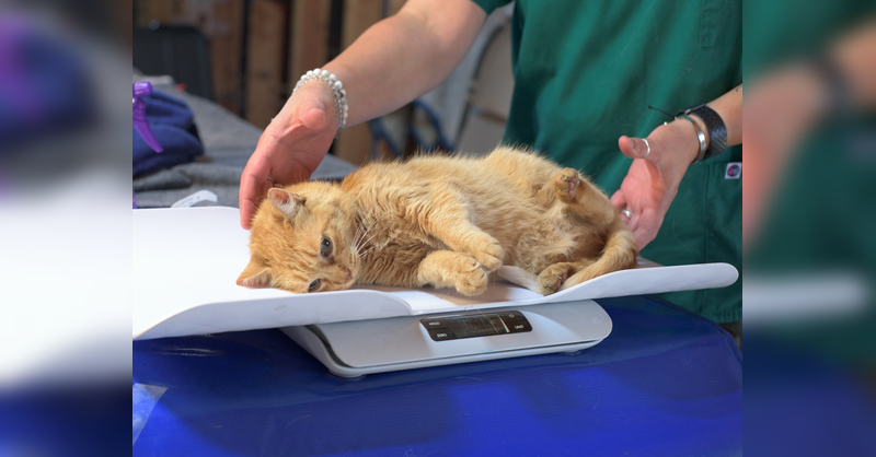 A cat being highlighting weight loss or gain as an early sign of illness