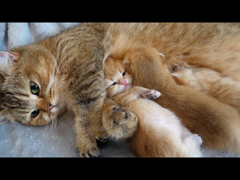 mother cat with her kittens