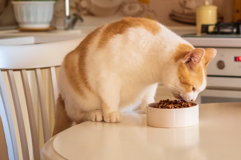 Nutrition and Diet for a Senior Cat