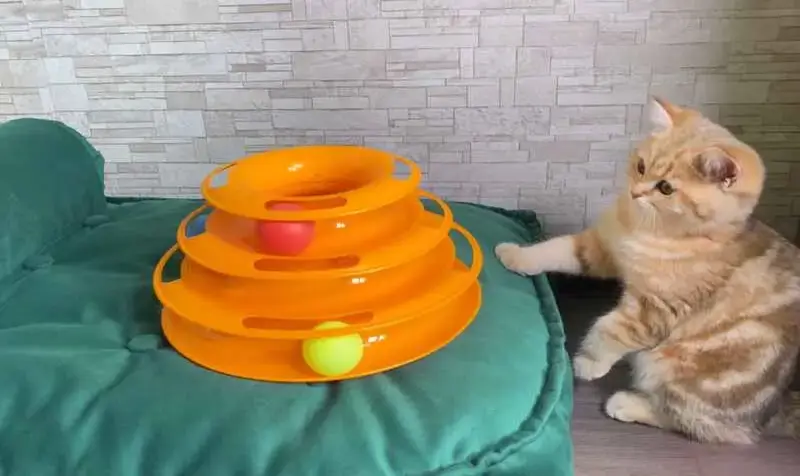 puzzel Cat Toys