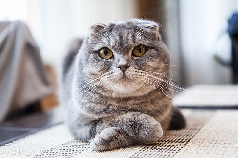 Interesting Facts About the Scottish Fold