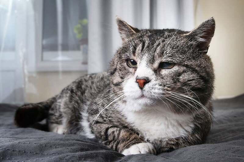 Caring for a Senior Cat: Essential Tips for Health and Comfort