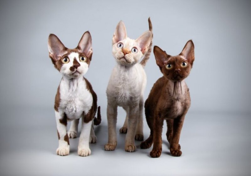 three Devon Rex Cat