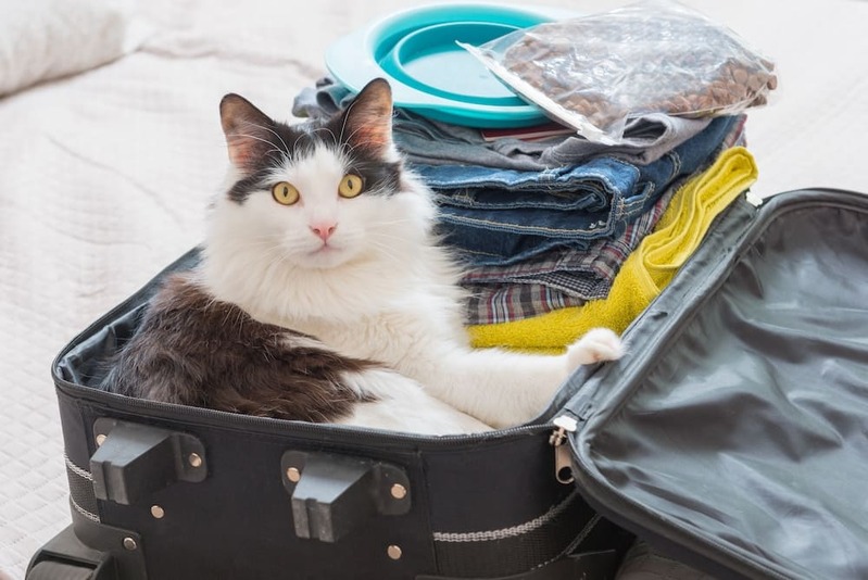 Cat Travel: A Complete Guide for Safe and Stress-Free Trips