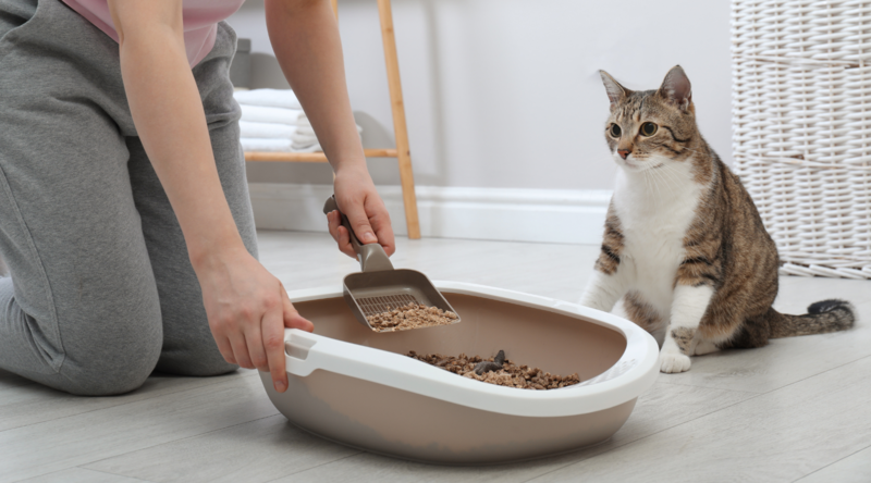 Cleaning the litter box helps prevent cat urinary tract problems.