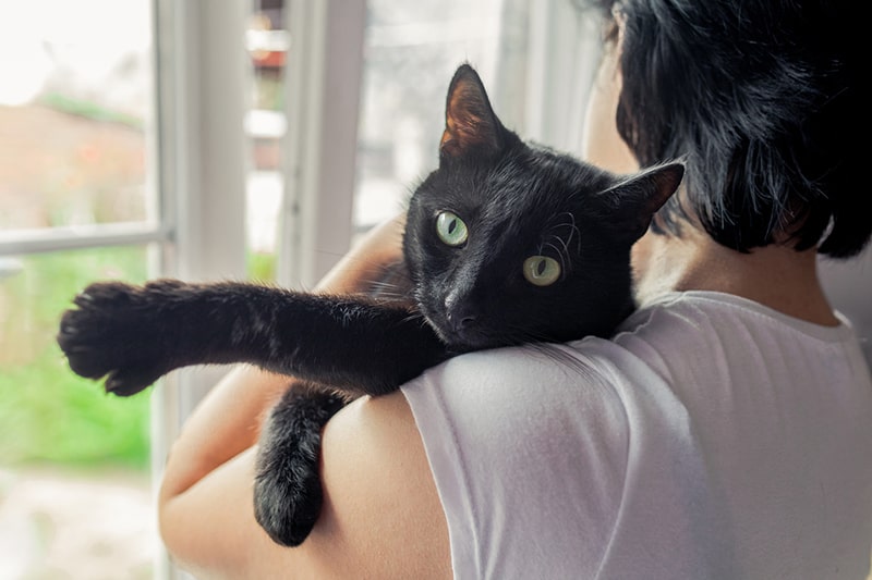 woman holding a bombay cat